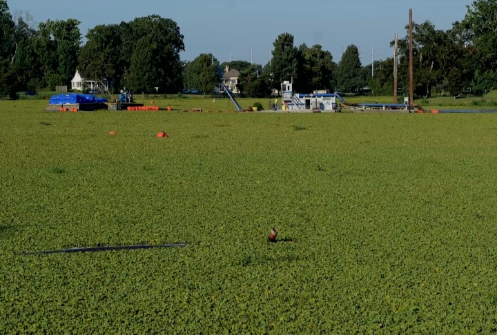 Invasive aquatic weeds proving problematic